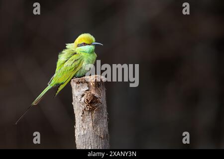 Asiatische Grüne Bienenfresser (Merops orientalis) Stockfoto