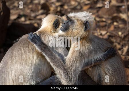 Monkey Umarmung (Presbytis entellus) aus dem indischen Langur Stockfoto