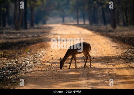 Fleckhirsch oder Chital, Tadoba NP, Indien Stockfoto