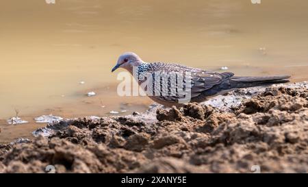 Gefleckte Taube (Streptopelia chinensis) Stockfoto