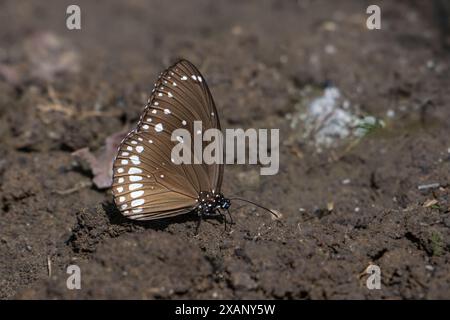 Gepunkteter schwarzer Krähen-Schmetterling (Euploea-Kern) Stockfoto