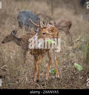 Fleckhirsch oder Chital, Tadoba NP, Indien Stockfoto