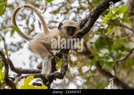 Indische Langur-Affen (Presbytis entellus) Stockfoto