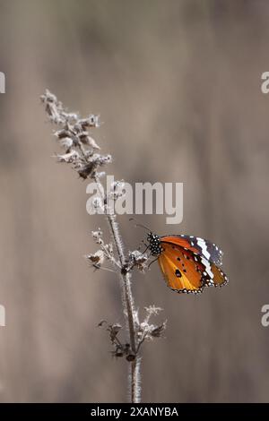 Schmetterling des einfachen Tigers (Danaus chrysippus) Stockfoto