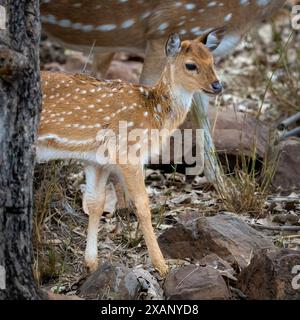 Fleckhirsch oder Chital, Tadoba NP, Indien Stockfoto