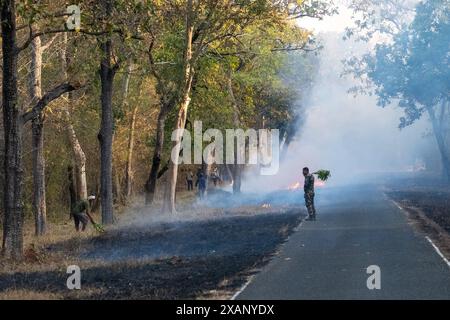 Kontrolliertes Brennen entlang der Straße für die Wartung von Feuerbrüchen, Pench NP, Indien Stockfoto