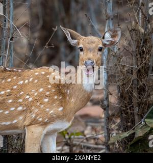 Fleckhirsch oder Chital, Tadoba NP, Indien Stockfoto