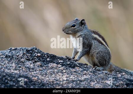 Indisches Palmhörnchen (Funambulus palmarum) auf Log Stockfoto