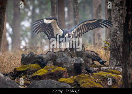 Indische Weissgeier (Gyps bengalensis) mit Flügeln Stockfoto