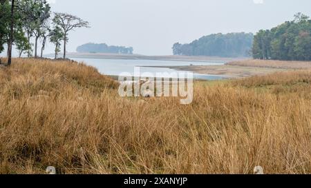 Pench National Park Umgebung, Flüsse, Seen, Grasland und Dschungel Stockfoto