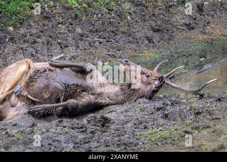 Erwachsene männliche Sambar-Hirsche (Rusa Unicolor) Rolling in the Mud, Kanha NP, Indien Stockfoto