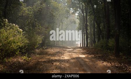 Forest Track in the Morning Mist, Kanha National Park, Indien Stockfoto