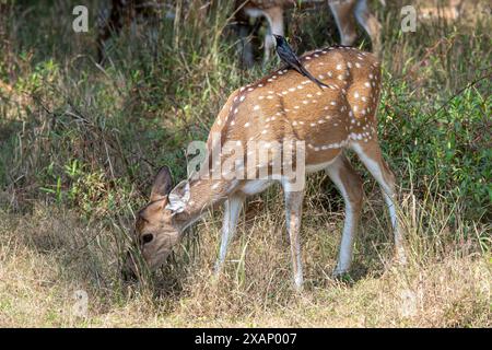 Gepunkteter Seher weiblich, Chital (Achsenachse, Cervus-Achse) Stockfoto