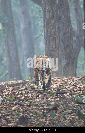 Royal Bengal Tiger (Panthera Tigris Tigris) Stockfoto