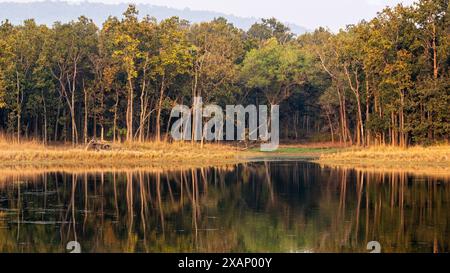 Lake and Reflections, Kanha NP, Indien Stockfoto