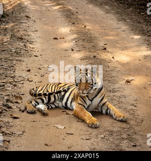 Königlicher bengalischer Tiger (Panthera tigris tigris), liegt in Track Stockfoto