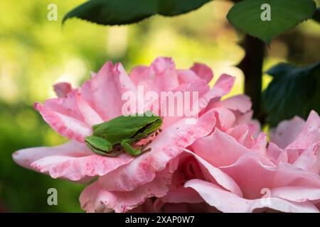 Ein kleiner grüner Frosch ruht auf den Blütenblättern einer leuchtenden rosa Rose, vor einem üppigen, verschwommenen grünen Hintergrund und fängt die Schönheit der Natur und des Wildlis ein Stockfoto