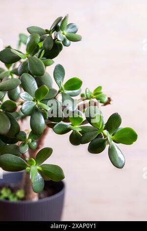 Jadepflanzen (Crassula ovata), manchmal auch Geldbaum genannt, beliebte Hauspflanze, die in der Regel leicht zu pflegen ist. Eine beliebte Zimmerpflanze, die oft als Bonsa verwendet wird Stockfoto