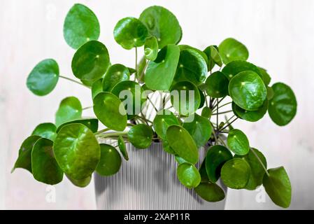 Kleine Pilea Peperomioides Hauspflanze in einem grauen Topf vor einer schwarzen Wand, chinesische Geldpflanze, Kopierraum, chinesische Geldpflanze oder Missionar P. Stockfoto