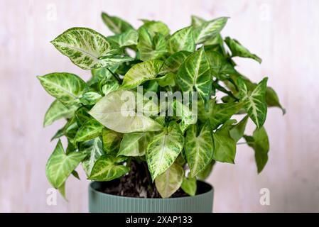 Syngonium podophyllum. Zimmerpflanze mit gelben Streifen auf grünen Blättern. Syngonium auritum Blume im grünen Topf im Studio. Die Hauspflanze Der Arrowhead-Rebe Stockfoto