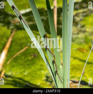 Große Rote Damselfliegen im Bullen Stockfoto