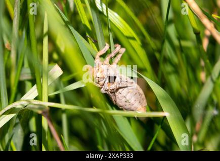 Libelle exsuviae Stockfoto