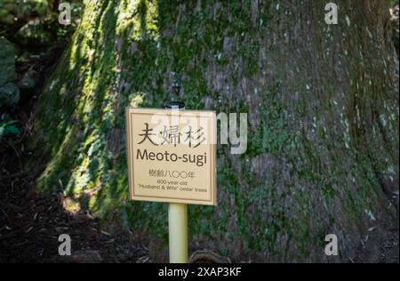Meoto sugi (übersetzt Ehemann und Frau Zedernbaum) hölzerne Schilder auf der Pilgerroute Kumano Kodo - Nakahechi Daimon-saka. Stockfoto