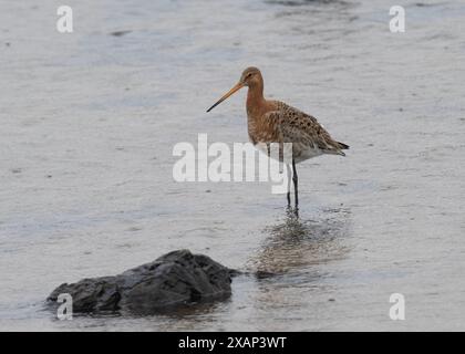 Gottwit Schwarzschwanz (Limosa limosa), Fütterung in kleinen Lochan, Carnish, Uig, Isle of Lewis, Western Isles, Schottland Stockfoto