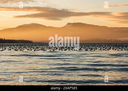 Tauchenten im Winter bei Sonnenuntergang am Neuchâtel See in der Schweiz Stockfoto