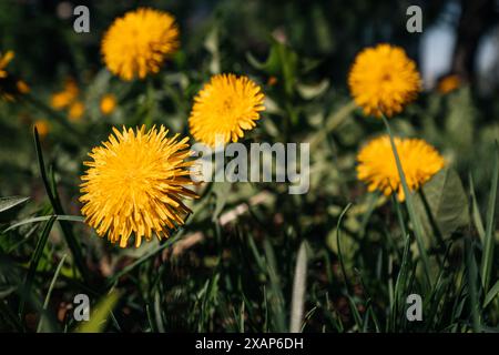 Leuchtend gelb blühende Löwenzahn wachsen an einem sonnigen Tag in der Natur. Wilde Blumen Stockfoto