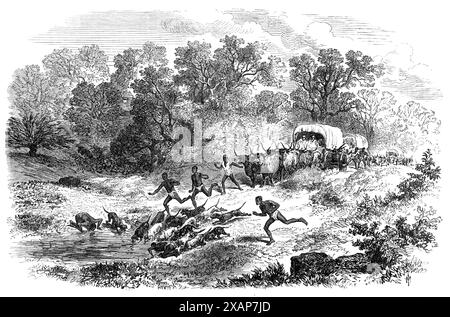 Reisen in Afrika: Das Regenbad übrigens, 1869. Ein häufiger und manchmal ziemlich nerviger Vorfall afrikanischer Reisen wird in einer von Mr. T. Baines Skizzen gezeigt. Es kommt häufig vor, dass das Wetter, selbst wenn es keine absolute Wasserknappheit gibt, ausreichend heiß ist und die Straße dunkel genug ist, um einen Blick auf einen klaren, frischen Pool mit kaltem Regenwasser zu werfen. Aber während der durstige Reisende einen üppigen Tiefgang erwartet, erhaschen die eifrigen Hunde ihn und stürzen sich nach vorne in den Pool, während sie baden, während die Einheimischen folgen Stockfoto