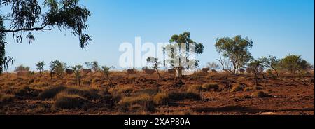 Panorama einer Reihe von Kühen im staubigen australischen Outback mit ausgetrockneten Gräsern und kleinen Eukalyptusbäumen. Karratha Region, Westaustralien Stockfoto