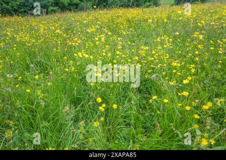 Ein Feld mit gelben Butterblumen, Ranunkulus bulbosus, einheimische Wildblume in voller Blüte Stockfoto