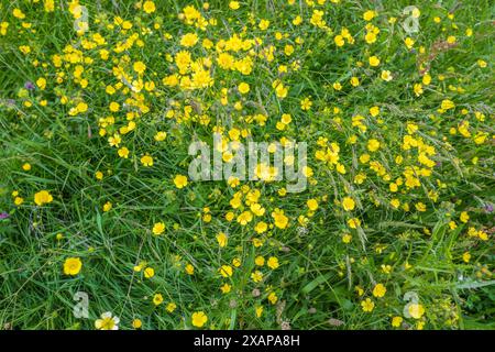 Ein Feld mit gelben Butterblumen, Ranunkulus bulbosus, einheimische Wildblume in voller Blüte Stockfoto
