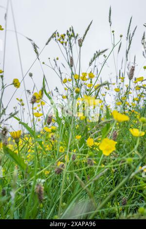 Ein Feld mit gelben Butterblumen, Ranunkulus bulbosus, einheimische Wildblume in voller Blüte Stockfoto
