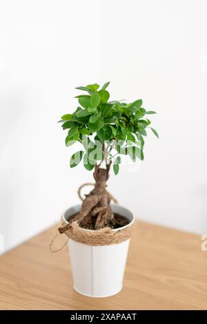 Houseplant Ficus microcarpa Ginseng im weissen Blumentopf. Bonsai-Ficus-Pflanze im Topf. Japanischer Miniatur-Bonsai-Baum in einem Keramiktopf Stockfoto