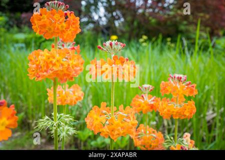 Primula bulleyana, auch bekannt als Bulley's Primula Pflanze in voller Blüte. Stockfoto