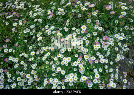 Gruppe von kleinen Gänseblüten in voller Blüte. Stockfoto