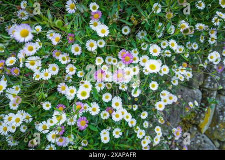 Gruppe von kleinen Gänseblüten in voller Blüte. Stockfoto