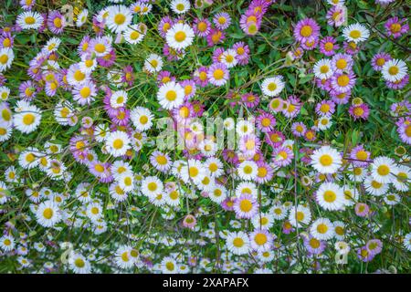 Gruppe von kleinen Gänseblüten in voller Blüte. Stockfoto