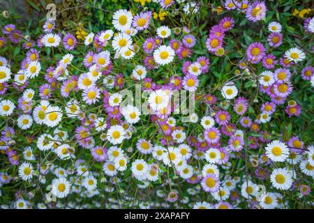 Gruppe von kleinen Gänseblüten in voller Blüte. Stockfoto