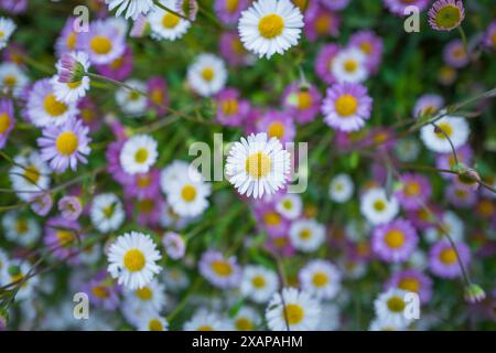 Gruppe von kleinen Gänseblüten in voller Blüte. Stockfoto