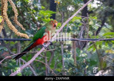 Weiblicher australischer Königspagat (Alisterus scapularis) auf einem Ast Stockfoto