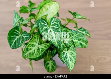 Syngonium podophyllum, häufige Bezeichnungen: pfeilspitze Pflanze, Pfeilspitze Reben, Pfeilspitze Philodendron, Gänsefuß, afrikanisches immergrün, und amerikanisches Evergreen, W Stockfoto