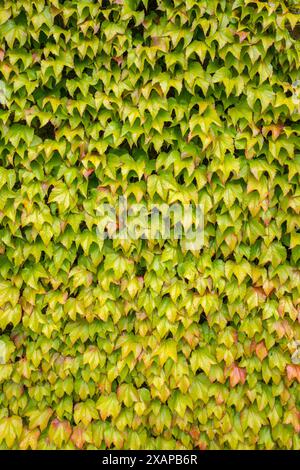 Eine mit Efeu bedeckte Mauer mit grünen, gelben und orangen Blättern. Stockfoto