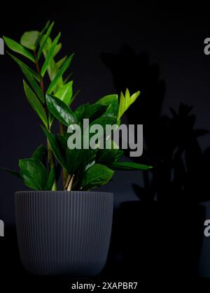 Zamioculcas zamiifolia, Sansibar Juwel, Zamiokulkas oder Zamia - Zimmerpflanze im Blumentopf auf schwarzem Hintergrund, minimales Wohnkultur-Konzept, 'ZZ plant' Stockfoto