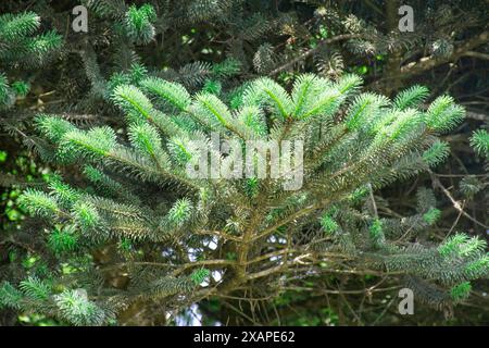 Abies densa- Sikkim-Tanne gehört zur Familie der Kiefern oder Pinaceae, die bis zu 60 m hoch sind und die Rinde schuppig ist Stockfoto