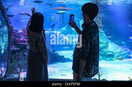 Shenyang, Chinas Provinz Liaoning. Juni 2024. Menschen besuchen ein Aquarium in Shenyang, nordöstlicher chinesischer Provinz Liaoning, 8. Juni 2024. Der 8. Juni ist der Welttag der Ozeane. Quelle: Long Lei/Xinhua/Alamy Live News Stockfoto