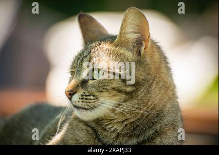 Porträt einer häuslichen, grauen Tigerkatze, die das warme Frühlingswetter genießt Stockfoto