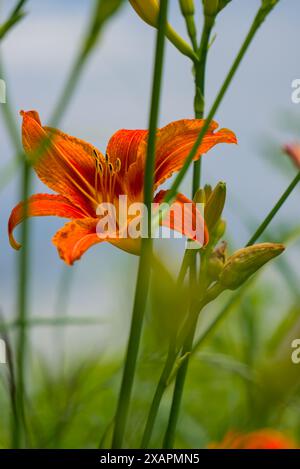 Eine orangefarbene Lilie zeichnet sich durch detailreiche Staubblätter und leuchtende Blütenblätter vor einem verschwommenen grünen Hintergrund aus. Stockfoto